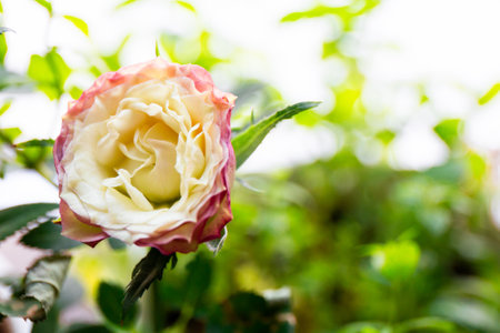 Garden rose bud surrounded by greenery close-up, free space for textの写真素材