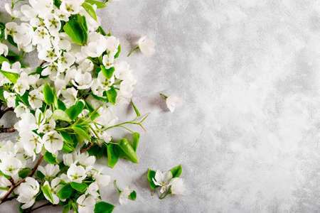 Branches of a white blooming apple tree on a light gray background top view, spring and summer background with free space for textの写真素材