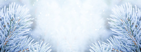 Branches of a beautiful blue spruce or pine close-up, beautiful winter web banner for site with copy...