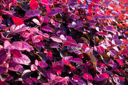 Thick red leaves on a bush in the park, leaf textureの写真素材
