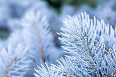 Branches of a beautiful blue spruce or pine close-up, beautiful winter background with copy space...