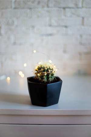 Potted cactus with festive garland on white background, vertical photo with soft focus, Christmas tree alternative conceptの写真素材