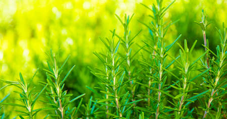 Juicy green rosemary growing in the garden in summer on a sunny day, banner for websiteの写真素材