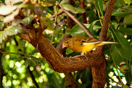 Small finch bird on a branch in a bird nursery. High quality photoの写真素材