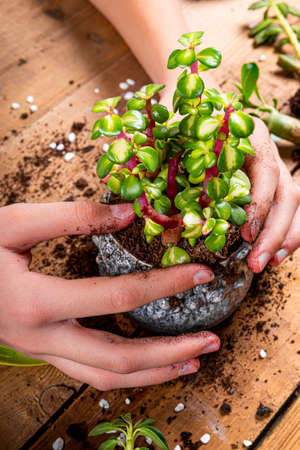 Hands are transplanting home plants into pots, close up vertical photo. Succulent care concept. High quality photoの写真素材