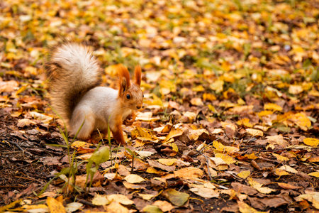 A beautiful squirrel in the autumn forest gnaws seeds, photo with copy space for text