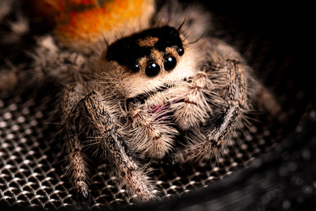 Regal jumping spider female on dark background close up, macro photo spider