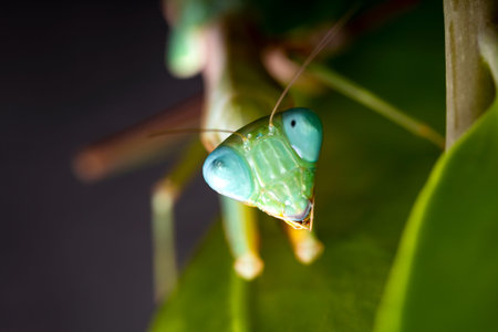 Green praying mantis kind of heirodula vietnam close up
