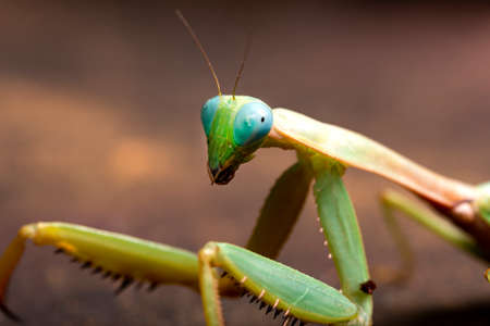 Green praying mantis kind of heirodula vietnam close up on brown backgroundの写真素材