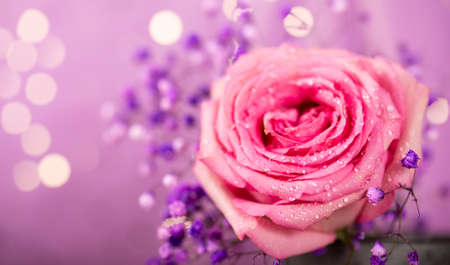 Beautiful summer banner for a website with a pink rose and a little violet flowers and beautiful bokeh, soft focusの写真素材