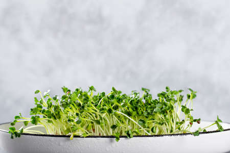 Sprouted radish microgreens on a white plate and light grey background. Healthy salad greens, copy space for textの写真素材