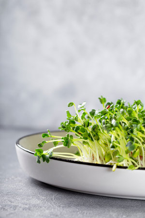 Sprouted radish microgreens on a white plate and light grey background. Healthy salad greens,...