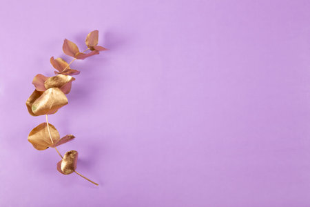 Golden branch of eucalyptus on a purple background. Minimalistic spring background with free space for textの写真素材