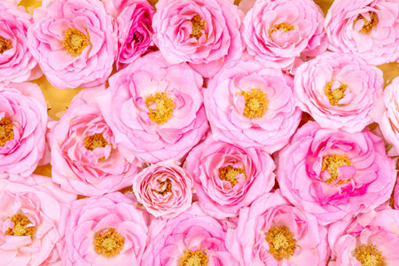 Beautiful summer and spring background with pink roses close up. Pink roses top view