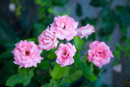 Beautiful summer card with a roses on the blue background, soft focus