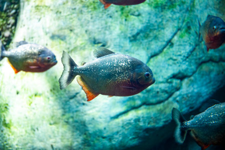 Piranha fishes in a blue aquarium close upの写真素材