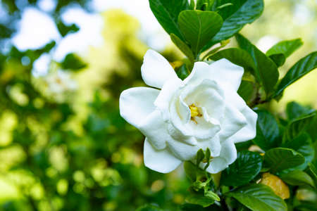 White gardenia flower on bush close up, banner for websiteの写真素材