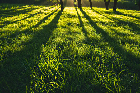 Sun rays filter through trees, illuminating grass on the groundcoverの素材