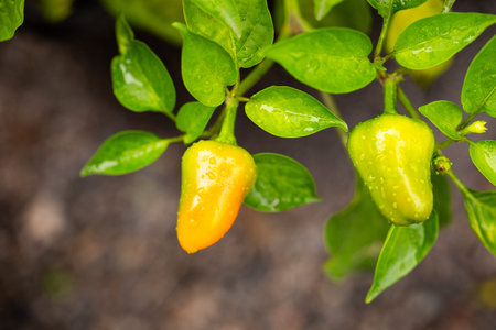 Yellow hot peppers on a branch in the vegetable garden. High quality photo