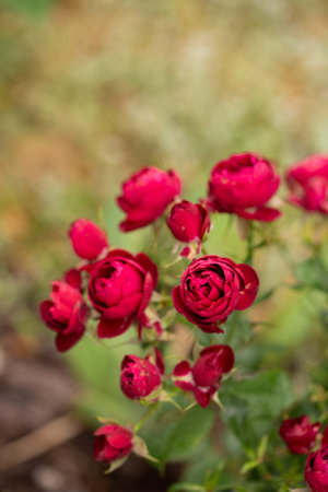 Garden roses in the garden close-up, vertical card. High quality photo