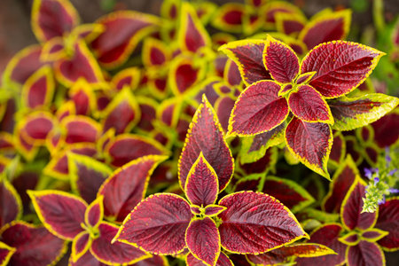 Beautiful coleus with red and yellow leaves in the garden close up. High quality photo