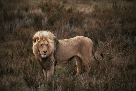 Lion on Safari in South Africa.の写真素材