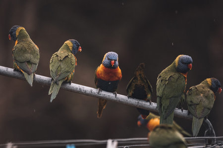 Rainbow Lorikeets sitting in the rain.