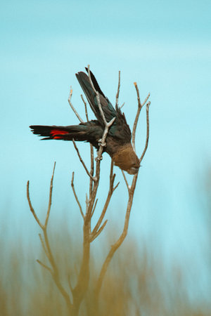 A black cockatoo bird perched on a tree branch