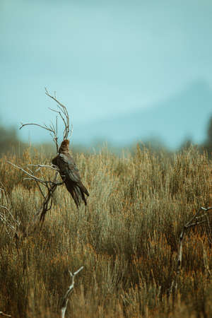 A black cockatoo bird perched on a tree branchの写真素材