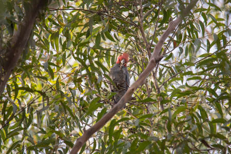 Gang Gang Cockatoo eating in a tree.の写真素材