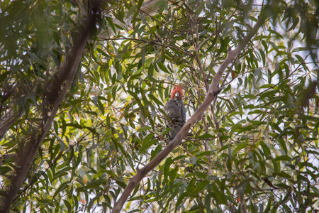 Gang Gang Cockatoo eating in a tree.