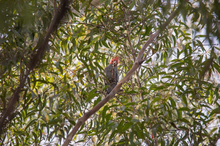 Gang Gang Cockatoo eating in a tree.の写真素材