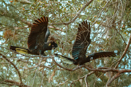 Yellow-Tailed Black Cockatoo sitting in a tree.の写真素材
