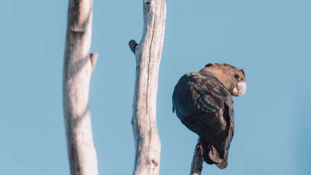 Glossy Black Cockatoo sitting in a treeの写真素材