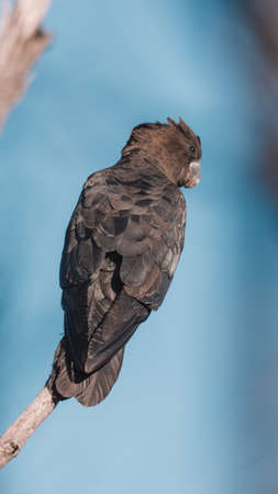 Glossy Black Cockatoo sitting in a treeの写真素材