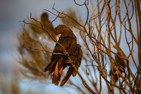 Glossy Black Cockatoo sitting in a treeの写真素材