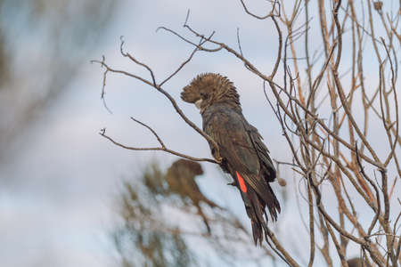 Glossy Black Cockatoo sitting in a treeの写真素材