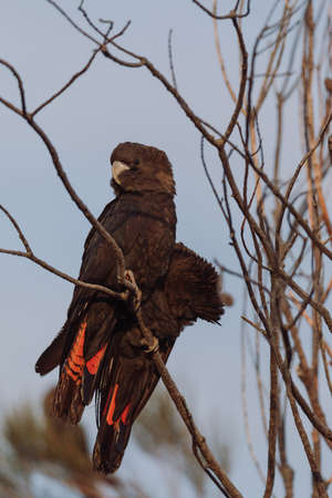 Glossy Black Cockatoo sitting in a treeの写真素材