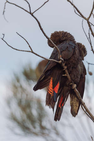 Glossy Black Cockatoo sitting in a treeの写真素材
