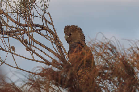 Glossy Black Cockatoo sitting in a treeの写真素材