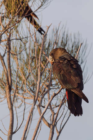Glossy Black Cockatoo sitting in a treeの写真素材