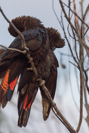 Glossy Black Cockatoo sitting in a treeの写真素材