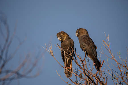 Glossy Black Cockatoo sitting in a treeの写真素材