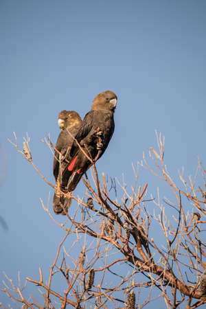 Glossy Black Cockatoo sitting in a treeの写真素材