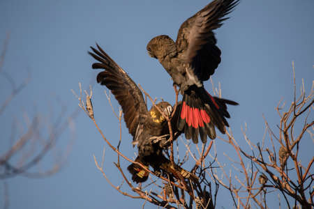 Glossy Black Cockatoo sitting in a treeの写真素材