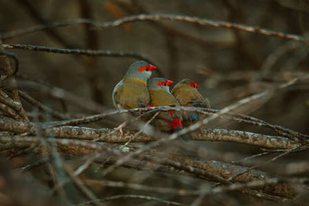 Red-Browed finch bird sitting in a tree.の写真素材