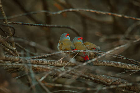 Red-Browed finch bird sitting in a tree.の写真素材
