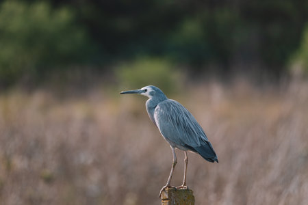 White-Faced Heron bird in Kangaroo Valley NSW, Australiaの写真素材