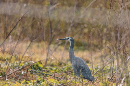 White-Faced Heron bird in Kangaroo Valley NSW, Australiaの写真素材