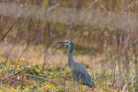 White-Faced Heron bird in Kangaroo Valley NSW, Australiaの写真素材
